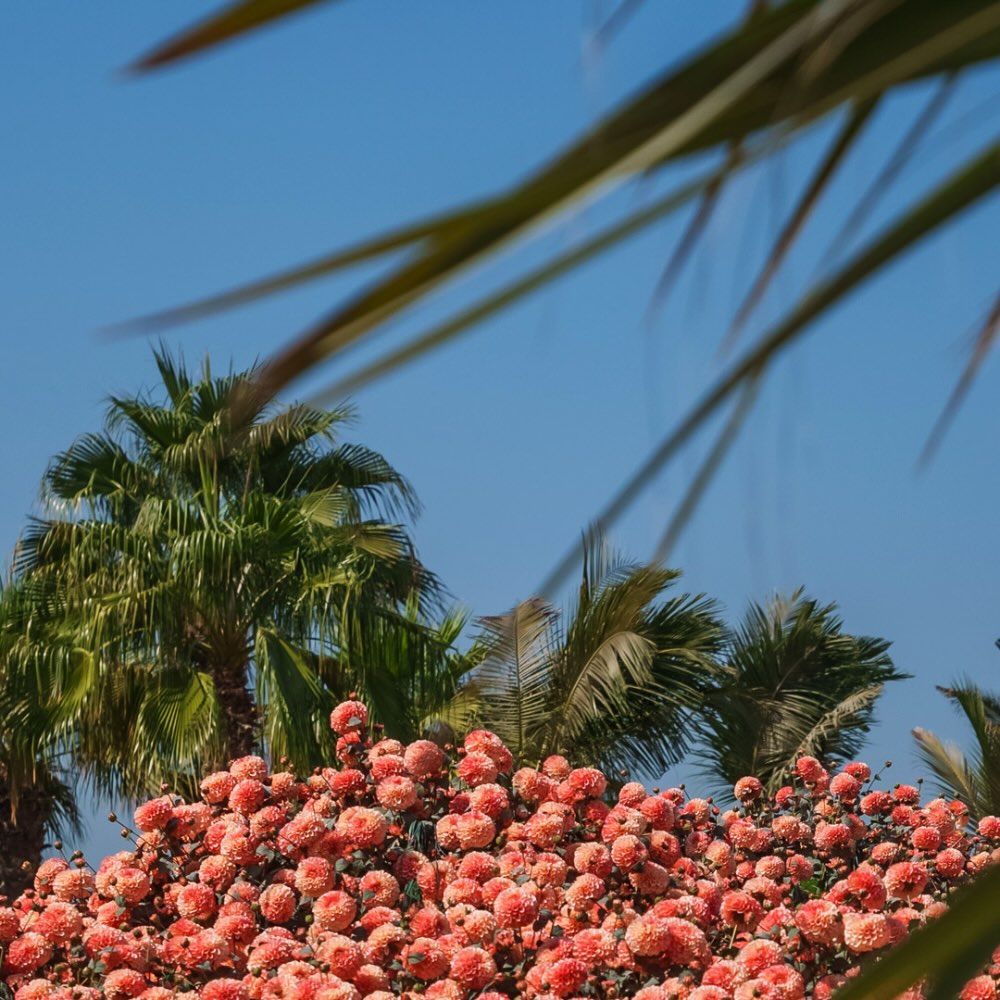 a bush of pink flowers at maison revka with the blue sky in the background