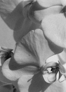 Black and white close-up of an orchid